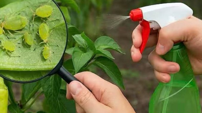 Insecticid natural pentru combaterea afidelor