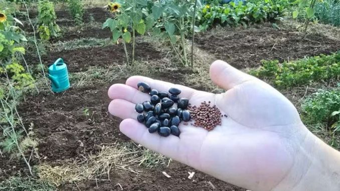 Ce legume să plantezi în grădină în luna iulie