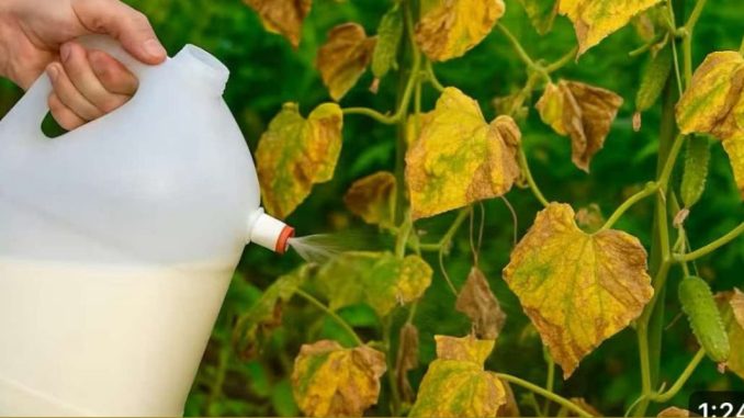 Fertilizant natural pentru castraveți, ușor de preparat