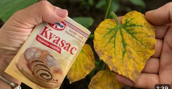 Sfaturi pentru udarea corectă a plantelor vara
